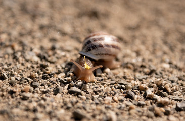 Trump Snail