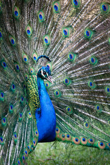 Obraz premium Peacock with all its colors