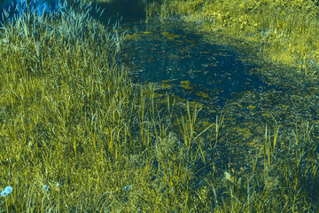 swamp with banks covered with reeds. swamp close-up. landscape with swamp.