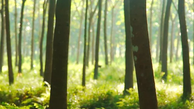 Plantation latex rubber or para rubber tree or tree rubber with leaves branch in southern Thailand HD
