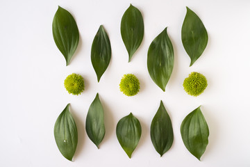 Flatlay photo of leaves and flowers in white background. Top view.