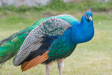 Obraz premium blue peacock (Pavo cristatus)