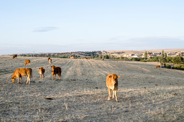 VACAS CASTELLANAS MORUCHAS