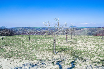 Almond orchards in bloom in czech Republic