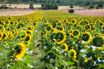Bright sunflowers on a sunset in the countryside