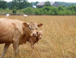 Beef cow and calf looking at camera in a dry pasture field with cows behind and treeline with barn © Diane