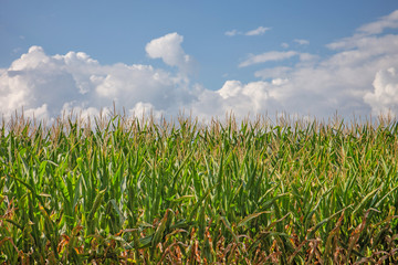 field of corn before harvest and blue sky
