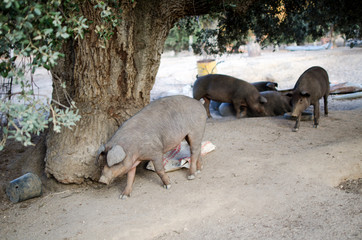 CERDO DE PATA NEGRA