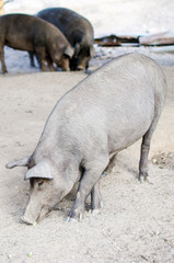 Fototapeta premium CERDO DE PATA NEGRA