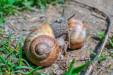 Two snails on the ground among the grass interact with each other. Animal world of nature