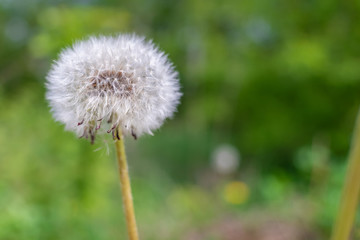 Beautiful white dandelion with seeds on green background close up
