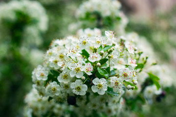 raindrops on white blossom / close up