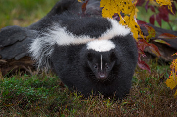 Striped Skunk (Mephitis mephitis) Walks Forward Autumn