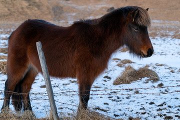 Fototapeta na wymiar Iceland horse, Equus caballus