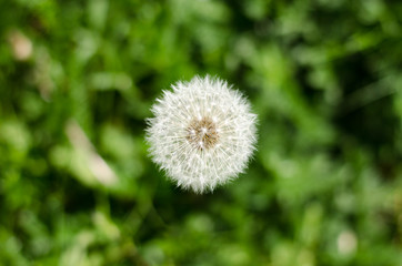 Taraxacum