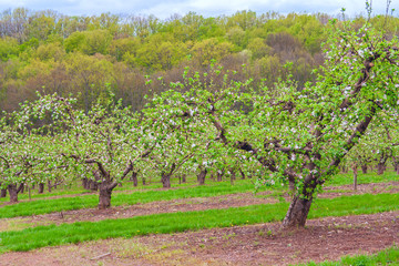 orchard with Apple trees during flowering