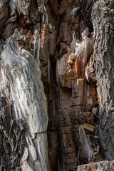 Wood texture background. Old tree split in half view inside