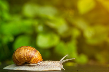 A snail crawling on the wet ground in the sun / glare
