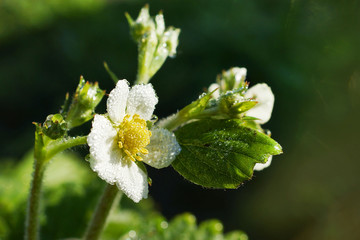 Strawberry Flowers