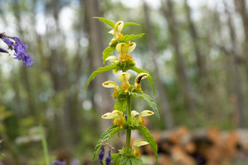Yellow archangel