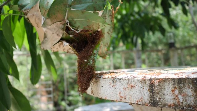 Success,Red ant building the nest clips,red ant footage : slow-motion 4k