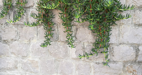 Naklejka premium brick stone grey wall and plant