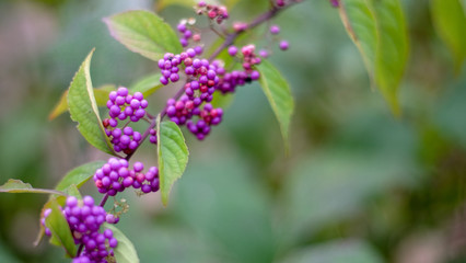 Purple Wonderberries
