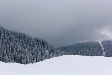 snow in the forests