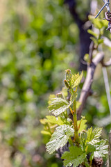 Springtime.Young green leaves on an old French vine. Vineyards agriculture in spring. Soft focus. Closeup