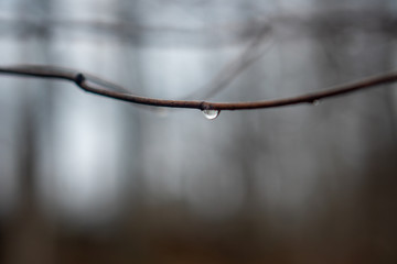 drops of dew on a branch