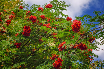 Rowan branches with ripe red fruits lit by sunlight