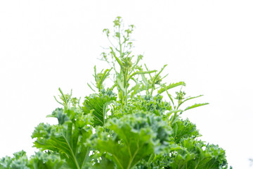 Fototapeta premium Kale biennial vegetable plant bolting with flowers, which are about to form, on a white, isolated background, looking up.