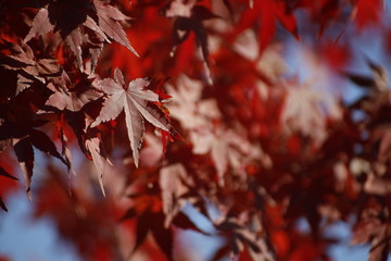 liquidambar