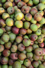 A large number of organic green red apples. Healthy food. Fruits. Wallpaper and patern.