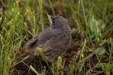 Bird sitting in the grass.