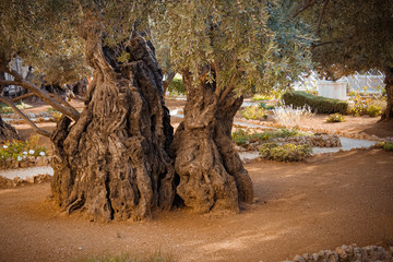 Old olive tree in Jerusalem