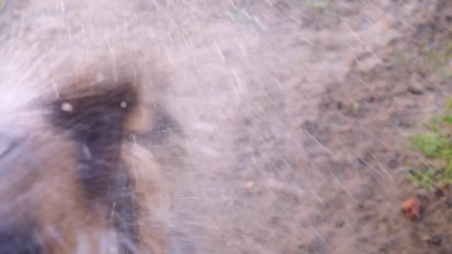 the dog is playing biting water from a hose