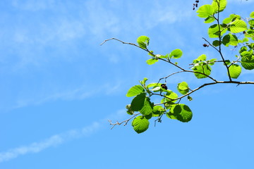 Grüne Blätter einer Erle vor blauen Himmel