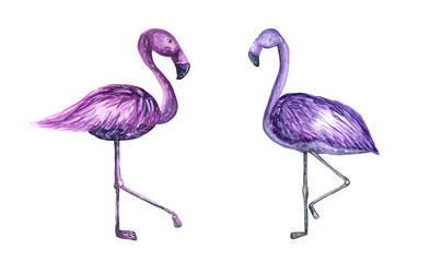 watercolor flamingo illustration