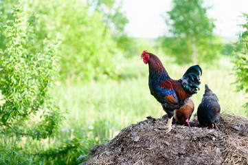 Bright rooster, blue-red color, standing on a dunghill and protects the chickens, digging in old straw and seeking food. Spring in a Russian village, free-range poultry, natural light and colours