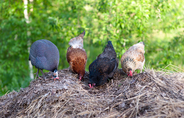 Grey-mottled Guinea fowl and three mongrel hens digging in the dung heap in search of food