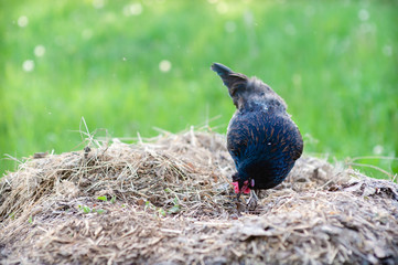 One young black hen on a blurred background of green grass digging in a dung heap in search of food.