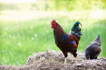 A young colorful rooster, with an unusual smooth scallop, walks on a dung heap, on a blurred background of green grass.