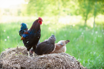 A dark-colored rooster with blue and orange feathers on its wings stands on a dung heap and looks into the frame.