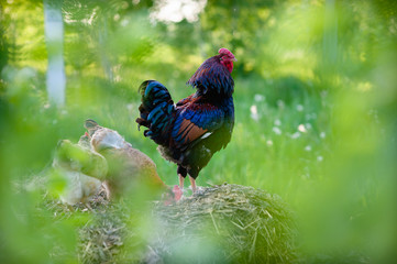 A young, incredibly beautiful rooster with blue feathers on its wings and tail proudly stands on a pile of old straw, and next to it, in search of food, his chickens dig..