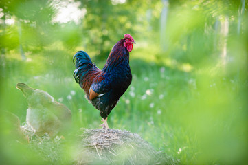 Young, very beautiful rooster, bright colors, c orange and blue feathers on the wings and green tail walks on a pile of straw last year, on the background of young, spring greens.