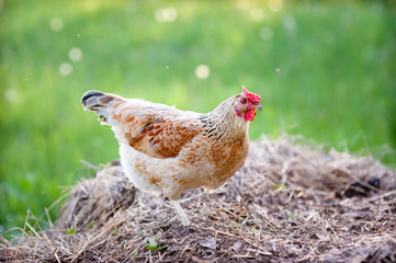 Incredibly beautiful young light hen with a rosy comb, walking on a pile of last year's straw and looks into the frame. The picture in the rays of the setting sun