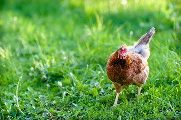 Young, funny, red hen, in the sunset walks in the yard on the young spring grass. Natural lighting and colour