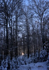 landscape with deciduous forest in winter