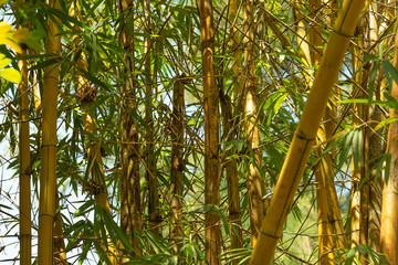 Bamboo forest. Green leaves and brown trunks. nature texture